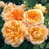 Gardens Alive! Amber Forever Floribunda Rose Dormant Bare Root Plant (1-Pack)