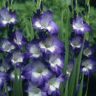 VAN ZYVERDEN Gladiolus Large Flowering Nori (Set of 12 Bulbs)