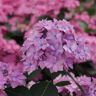 VAN ZYVERDEN Proven Winners 2023 Flowering Shrub Of The Year Hydrangea Let's Dance Can Do! 4.5 in. x 5 in. Pot