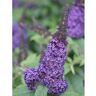 PROVEN WINNERS 1 Gal. Pugster Blue Butterfly Bush (Buddleia) Live Shrub, Blue Flowers