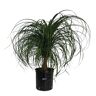 NATURE'S WAY FARMS Ponytail Palm Live Indoor Plant in Growers Pot Avg Shipping Height 2 ft. to 3 ft. Tall