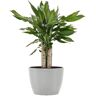 United Dracaena Sol Dragon Tree Live Plant in 6 inch Premium Sustainable Ecopots White Grey Pot with Removeable Drainage Plug