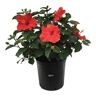 NATURE'S WAY FARMS Hibiscus Premium (Assorted Color) Live Outdoor Plant in Growers Pot Avg Shipping Height 2 ft. to 3 ft. Tall