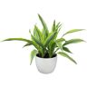 ALTMAN PLANTS Dracaena warneckii Lemon Lime Live House Plant in 6 in. White Textured Ceramic Pot