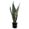 NATURE'S WAY FARMS Sansevieria Zeylanica Live Indoor Plant in Growers Pot Avg Shipping Height 10 in. Tall