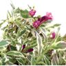 PROVEN WINNERS 3 Gal. My Monet Purple Effect Weigela (Florida) Live Shrub with Variegated Foliage and Purple Flowers