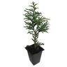 Daylily Nursery Green Giant Arborvitae, 4-Plants in 4-Separate 2.5 in. Containers 6 in. to 14 in. Tall