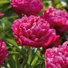 VAN ZYVERDEN Peonies Karl Rosenfield Roots (Set of 3)