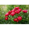 BELL NURSERY 2 Gal. Peony Red Live Perennial Plant (1-Pack)