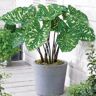 VAN ZYVERDEN Elephant Ears Hilo Beauty- Bulb (1-Set)