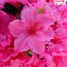 Vigoro 2 Gal. Echo Pink Explosion Azalea Shrub with Dark Pink Reblooming Flowers