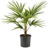 Online Orchards 5 Gal. Windmill Palm Tree - Among the most cold hardy palm trees