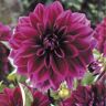 VAN ZYVERDEN Dahlias Thomas Edison Bulbs (Set of 5)