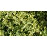 Online Orchards 1 gal. Goshiki Tea Olive Evergreen Shrub with Five Stunning Colors Displayed Throughout Foliage (2-Pack)