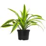 ALTMAN PLANTS 6 in. Dracaena Houseplant (Solo)