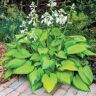 Spring Hill Nurseries 2.25 Gal. Pot, Paradigm Hosta Deciduous Perennial Plant (1-Pack)