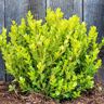 Gardens Alive! 2.25 Gal. Pot Winter Gem Boxwood (Buxus), Live Broadleaf Evergreen Shrub (1-Pack)