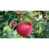 Online Orchards 3 ft. Winesap Heirloom Apple Tree with All-Around Uses Including Cider, Baking and Fresh Eating