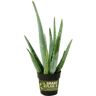 SMART PLANET 3.5 in. Aloe Vera Plant (3-Pack)