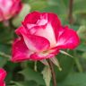 Gardens Alive! Love Grandiflora Rose, Live Dormant Bare Root Plant (1-Pack)