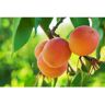 Online Orchards 3 ft. Moorpark Apricot Bare Root Tree with Classic Apricot Flavor and Heavy Producer