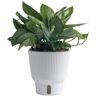 Costa Farms Trending Tropicals Sterling Silver Indoor Plant in 6 in. White Pot, Avg. Shipping Height 9 in. Tall