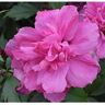 Online Orchards 1 Gal. Lucy Rose of Sharon Hibiscus Shrub Unique Ruffled Pink Flowers, Among the Toughest Flowering Shrubs