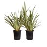 Alder & Oak 5 gal. 2-pack Duet New Zealand Flax Plant Perennial Shrubs