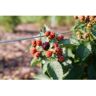 PROVEN WINNERS 1 Gallon Fruit-Bearing Taste of Heaven Blackberry (Rubus) Shrub