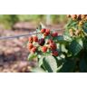PROVEN WINNERS 4.5 in. qt. Fruit-Bearing Taste of Heaven Blackberry (Rubus) Shrub