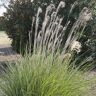 VAN ZYVERDEN Ornamental Grass Dwarf Maiden Grass One 3.25 in. Dormant Potted Plant