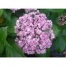 BELL NURSERY 3 Gal. Ayesha Bigleaf Hydrangea (Hydrangea macrophylla) Live Flowering Shrub; Blue or Pink Flowers