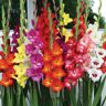 VAN ZYVERDEN Gladiolus Large Flowering Endless Summer Mixture (Set of 25 Bulbs)