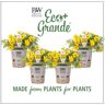 PROVEN WINNERS 4.25 in. Eco+Grande Goldilocks Rocks (Bidens) Live Plant, Yellow Flowers (4-Pack)