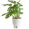 Costa Farms Trending Tropicals Little Swiss Cheese Monstera Indoor Plant in 6 in. White Pot, Avg. Shipping Height 1-2 ft.