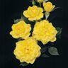 Gardens Alive! Lemon Drop Miniature Rose Dormant Bare Root Plant (1-Pack)