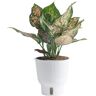 Costa Farms 6 in. Trending Tropicals Assorted Colorful Aglaonema Plant in White Decor Pot, Grower's Choice