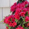 PROVEN WINNERS 2 Gal Perfecto Mundo Double Red Reblooming Azalea (Rhododendron) Live Plant, Red Flowers