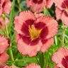 VAN ZYVERDEN Daylilies Dan Mahony (Set of 5 Roots)