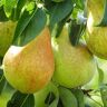 Baldwin Pear Fruit Tree