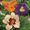 VAN ZYVERDEN Daylilies Once In a Lifetime Blend Roots (Set of 25)