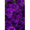 PROVEN WINNERS 4.25 in. Grande Supertunia Royal Velvet (Petunia) Annual Live Plants, Purple Flowers deep purple (4-Pack)