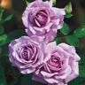 Gardens Alive! Love Song Floribunda Tree Rose Dormant Bare Root Plant (1-Pack)