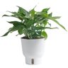 Costa Farms Trending Tropical Baltic Blue Indoor Plant in 6 in. Self-Watering Pot