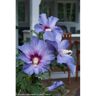 PROVEN WINNERS 2 Gal. Blue Satin Rose of Sharon (Hibiscus) Shrub with Large Blue Flowers Flowers