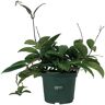 NATURE'S WAY FARMS Hoya Green Live Indoor Plant in Growers Pot Avg Shipping Height 1 ft. to 2 ft. Tall