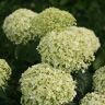 PROVEN WINNERS 2 Gal. Invincibelle Limetta Smooth Hydrangea (Arborescens) Live Shrub, Green-White Flowers