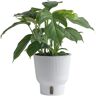 Costa Farms Trending Tropical Rhaphidophora Tetrasperma Mini Monstera Indoor Plant in 6 in. Self-Watering Pot