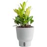 Costa Farms Trending Tropical Chameleon ZZ Indoor Plant in 6 in. Self-Watering Pot