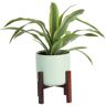 Costa Farms Grower's Choice Dracaena Indoor Plant in 6 in. Mid Century Pot and Stand, Avg. Shipping Height 1-2 ft. Tall